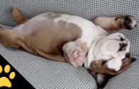 Dogs Are Just Awesome In This Compilation