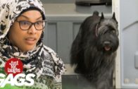 Dogs Using The Toilet: Funny Prank