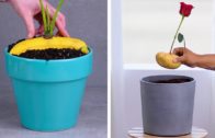 12 Expert Indoor Gardening Tips You Must Know About