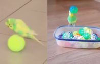 Cutest Budgie Compilation To Make You Smile