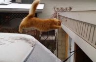 Funniest Cat Jump Fails Compilation