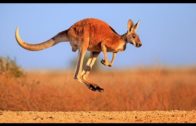 Hilarious Animals That Try To Talk To Humans