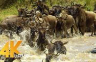 Fantastic Video Of Serengeti Wildlife Migration
