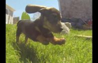 This Puppy Video Will Cheer You Up