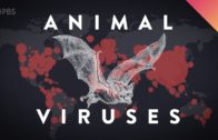 This Is Why Viruses Transfer From Animals To Humans