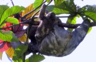 Sloth Mom Playing With Her Cub