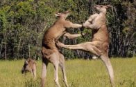 The Greatest Fights In The Animal Kingdom