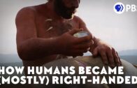 How Most Of The Humans Became Right Handed?