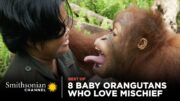 8 Crazy Baby Orangutans Who Love Mischief