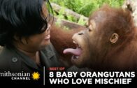 8 Crazy Baby Orangutans Who Love Mischief