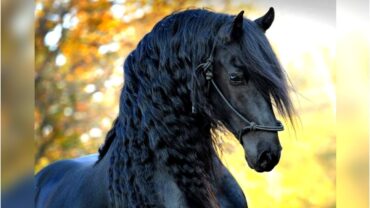 The 8 Most Beautiful Horses In The World